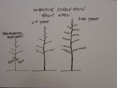 intensive Single Row (Fruitwall) tree shape from maiden nursery tree to 3 yr old tree